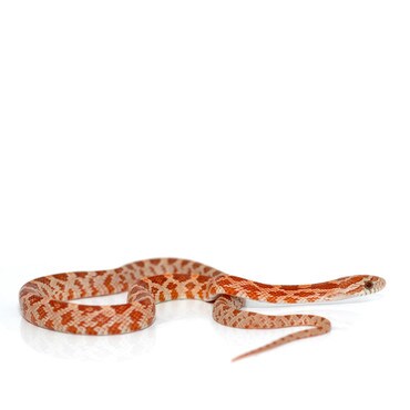 Ultramel Corn Snake